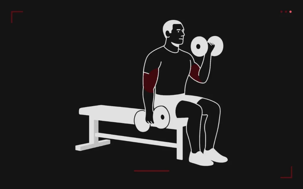 Curl avec haltères assis sur un banc : un homme monte un haltère, les biceps surlignés