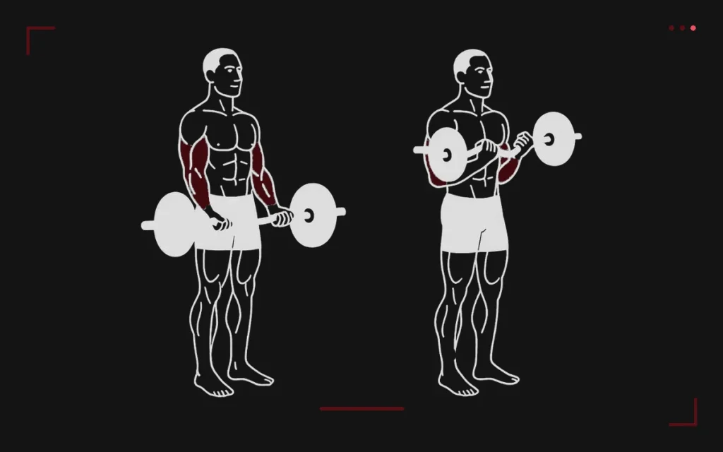 Curl barre : un homme debout, barre en bas puis montée aux épaules, biceps et avant-bras surlignés