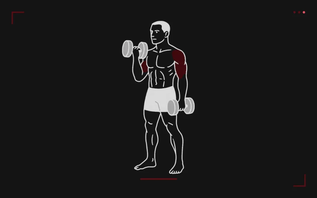 Curl marteau aux haltères : un homme debout monte un haltère en prise neutre, avant-bras et biceps surlignés